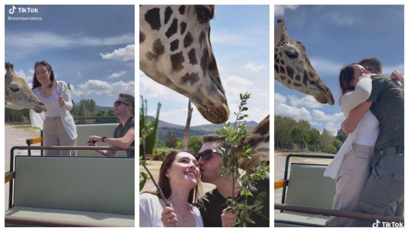 Une demande en mariage gâchée par… une girafe! (vidéo)