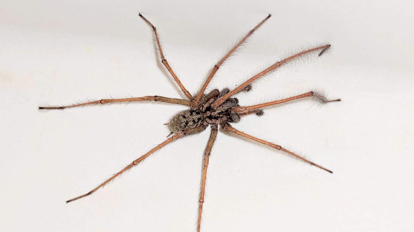 Les araignées de retour en masse dans nos maisons: voici ce qui les attire