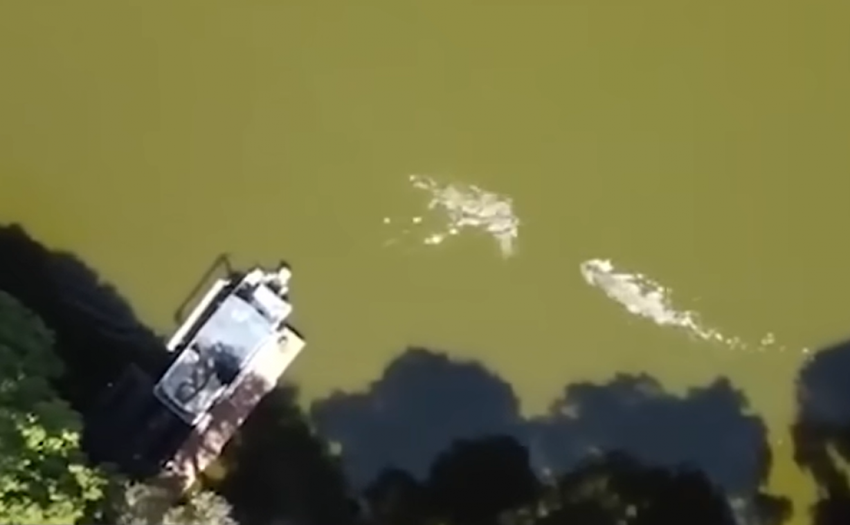 Un drone filme un homme en train de se faire mordre le crâne par un alligator en Floride (vidéo)