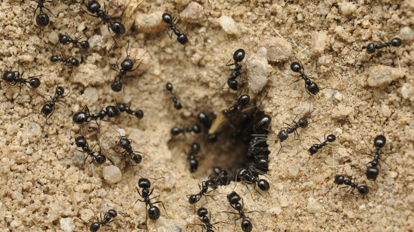 Et si les fourmis remplaçaient les pesticides?