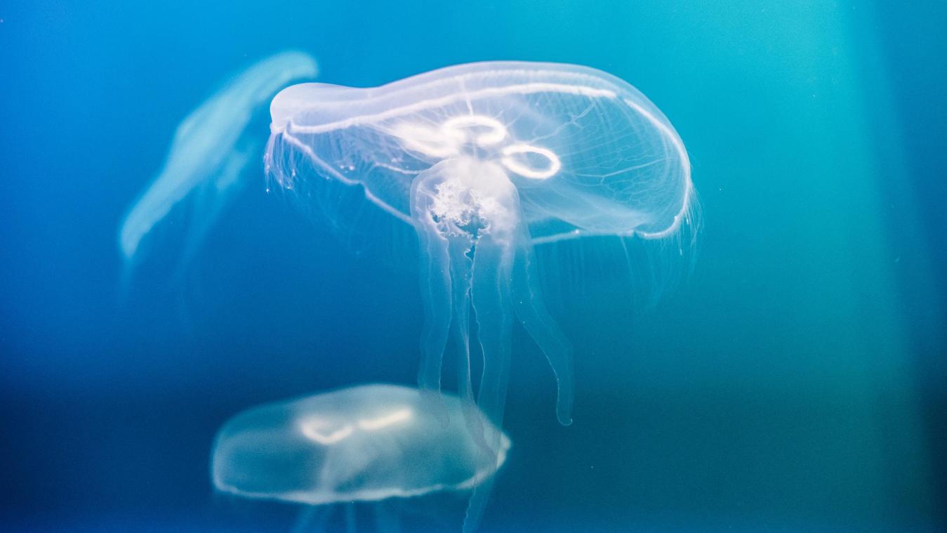 Comment ces méduses pourraient nous donner la clé de l’immortalité?