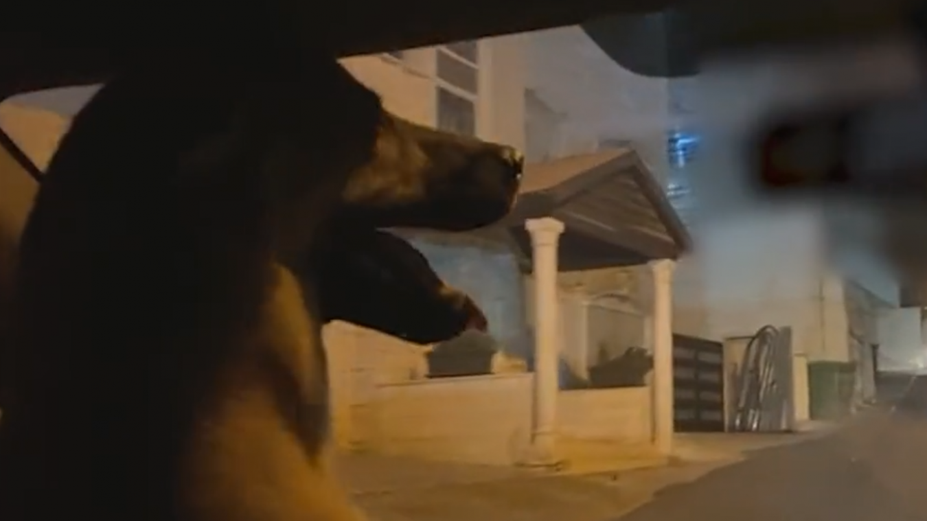 Il filme son chien en train de conduire sa voiture et finit arrêté par la police (vidéo)