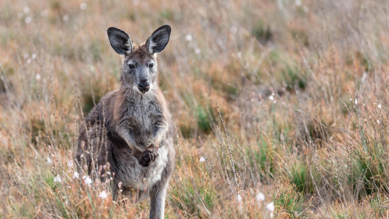 Un kangourou «de compagnie» soupçonné du meurtre d’un Australien