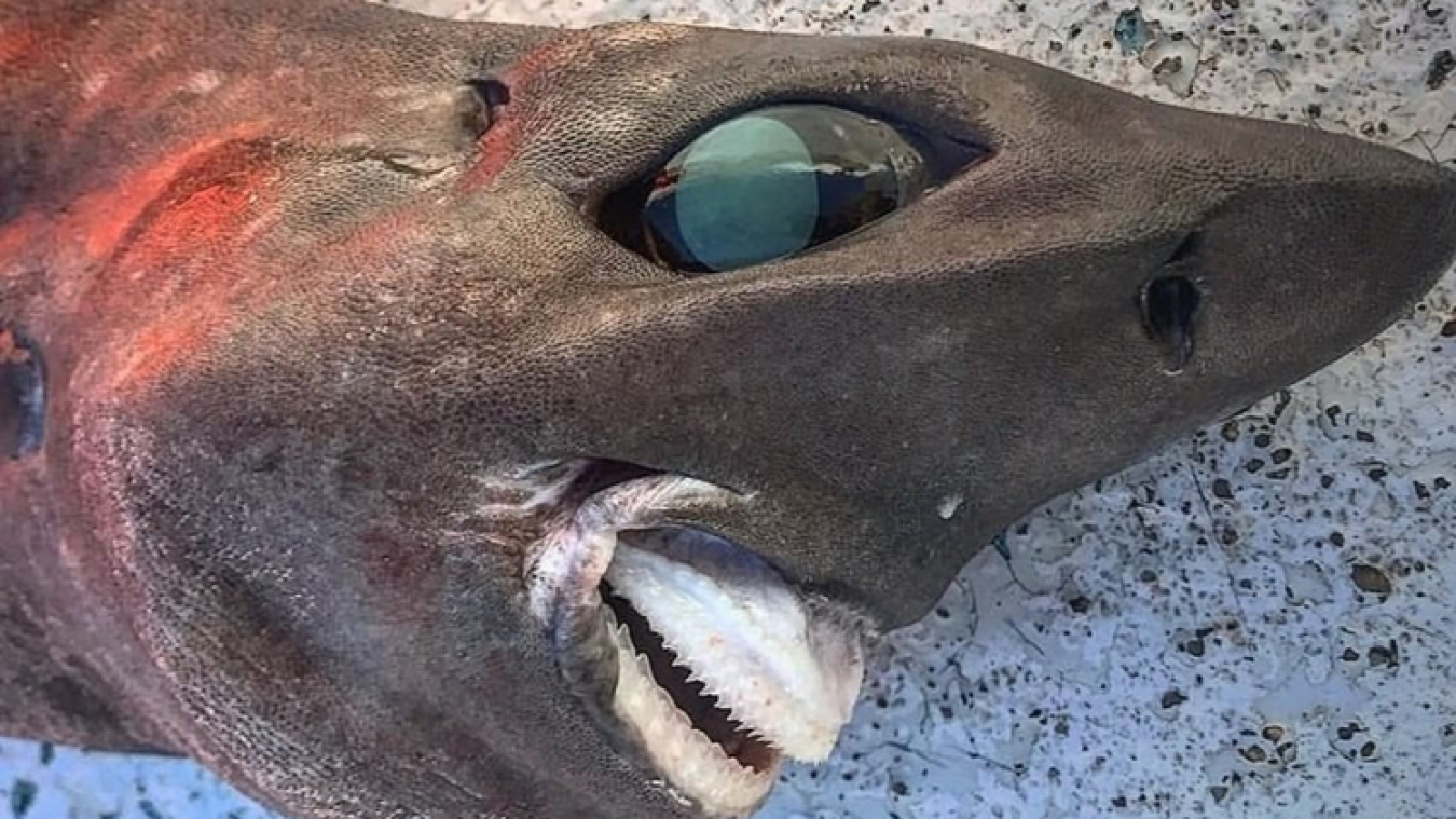 Un pêcheur capture un requin qui terrifie les internautes: «Quel monstre»