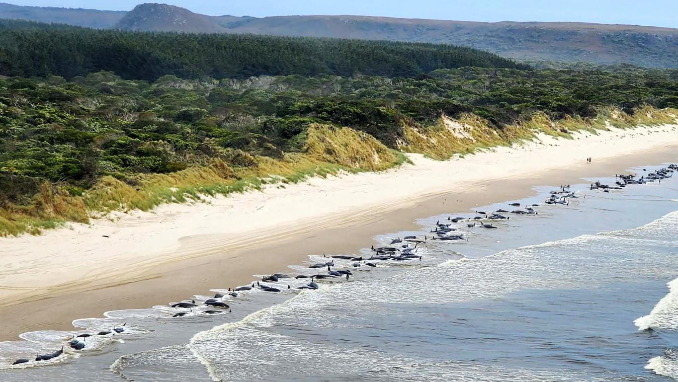 Drame en Australie: au moins 200 cétacés meurent échoués sur une plage (vidéo)