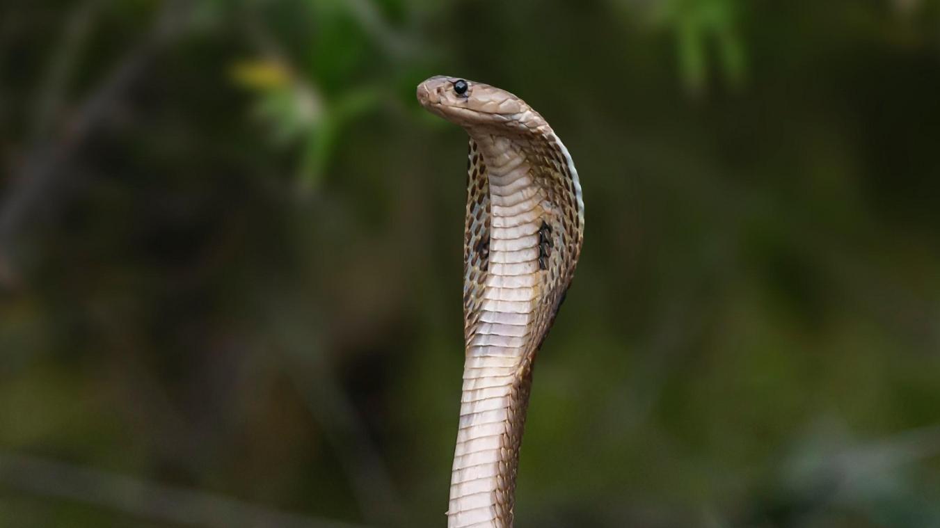 Panique au zoo: un cobra royal se fait la malle et force l’évacuation partielle de l’établissement