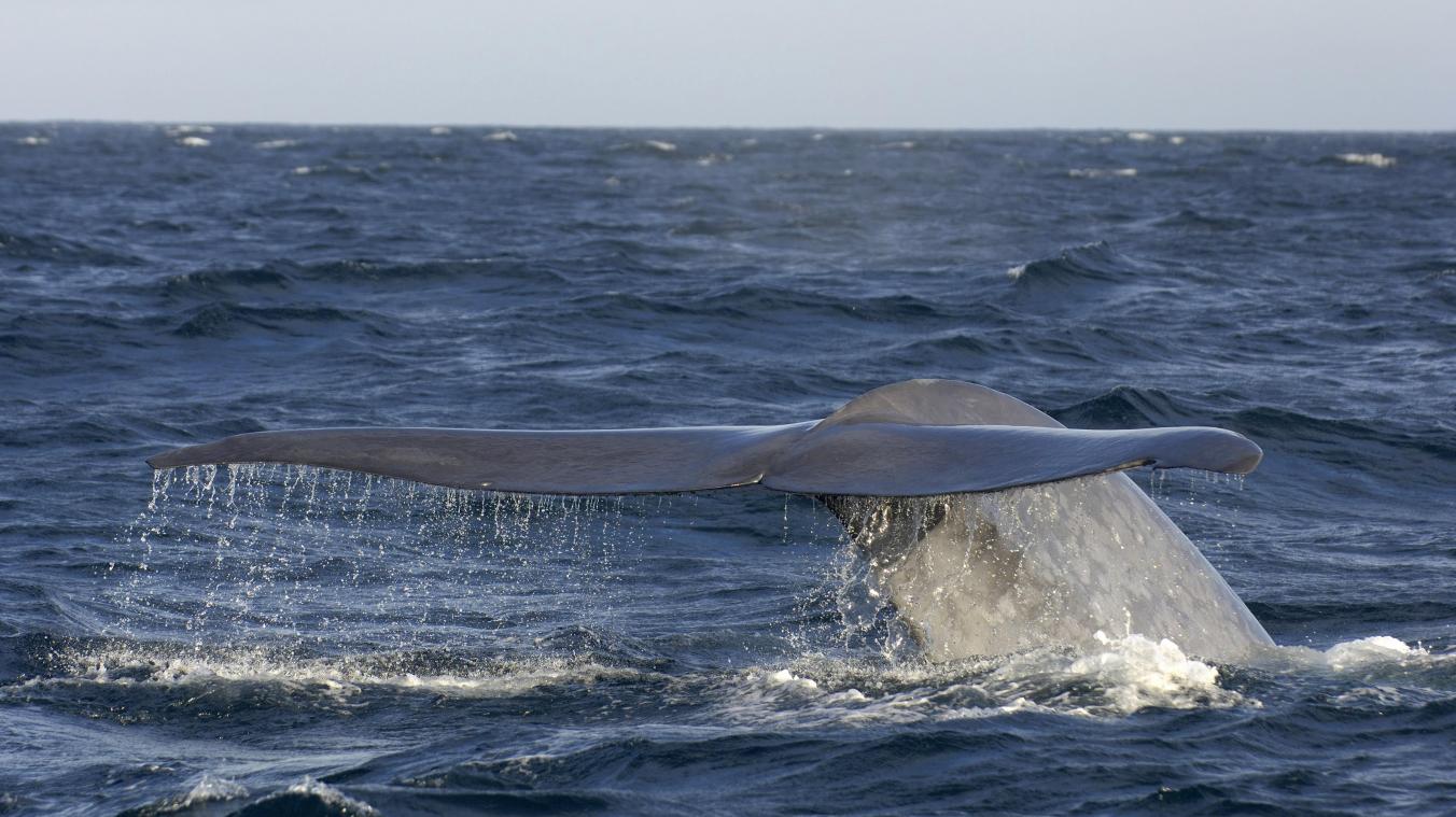 Les baleines bleues ingèrent jusqu’à 43kg de microplastiques chaque jour