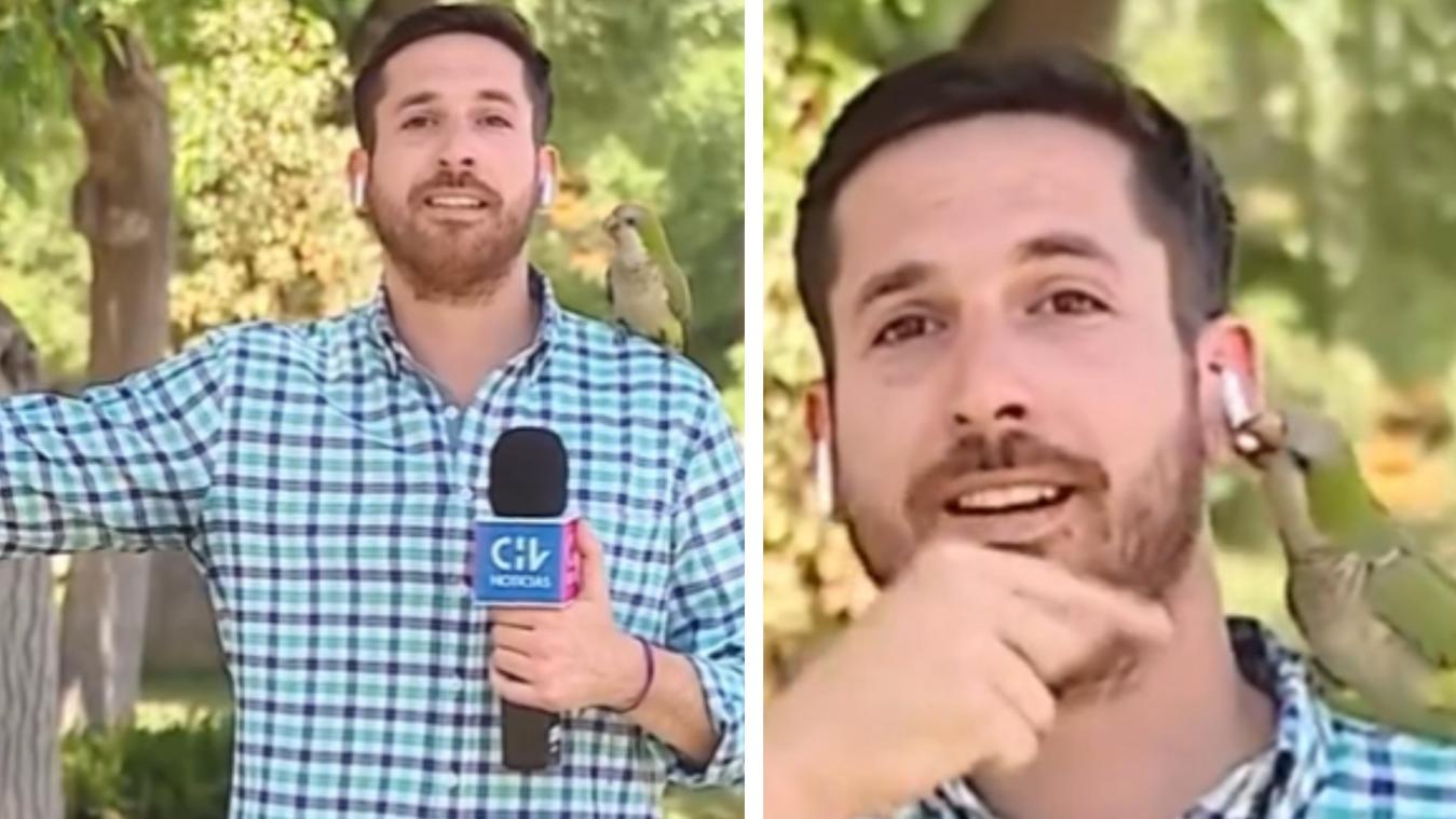 Un journaliste embêté par un perroquet en plein direct (vidéo)