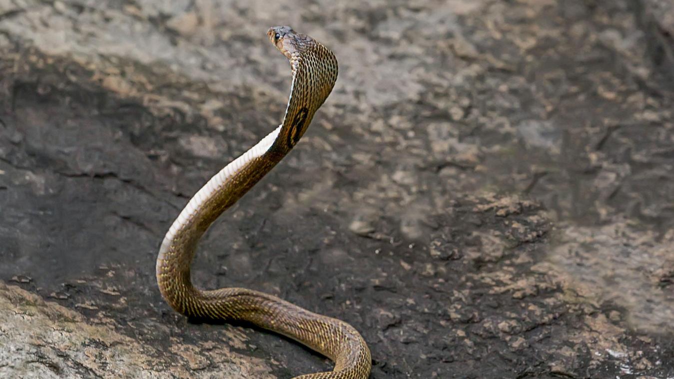 Un enfant de 8 ans tue un cobra qui s’était enroulé autour de son bras en le mordant