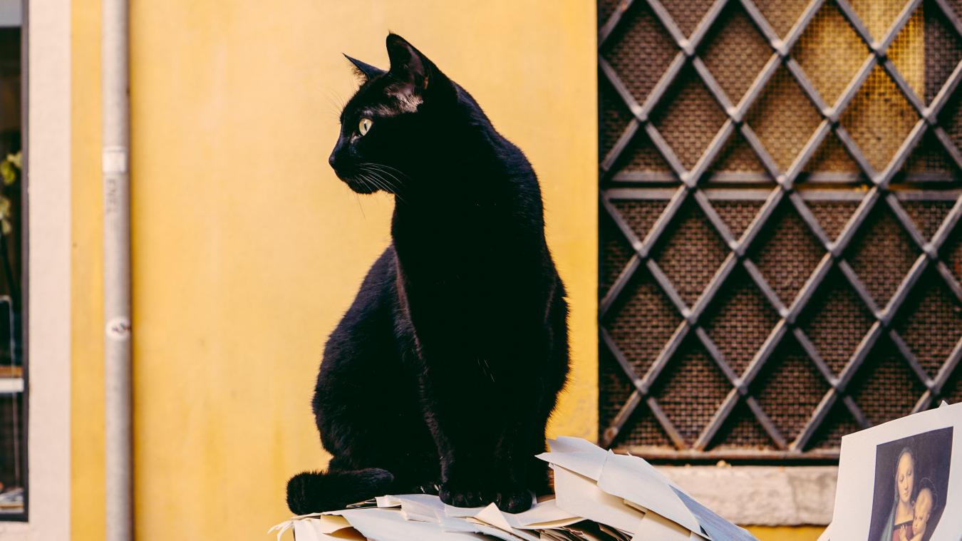 Les chats noirs portent-ils vraiment malheur?