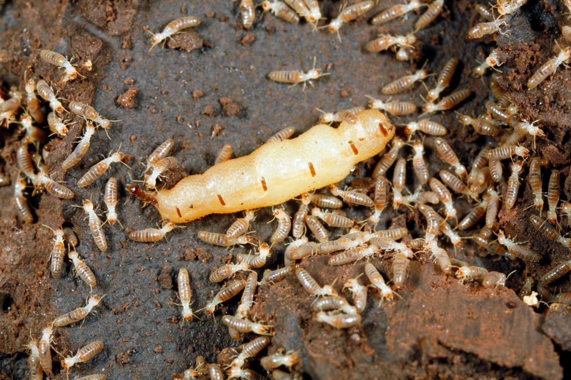 Qu’est-ce que les termites ont à nous apprendre sur la parentalité?