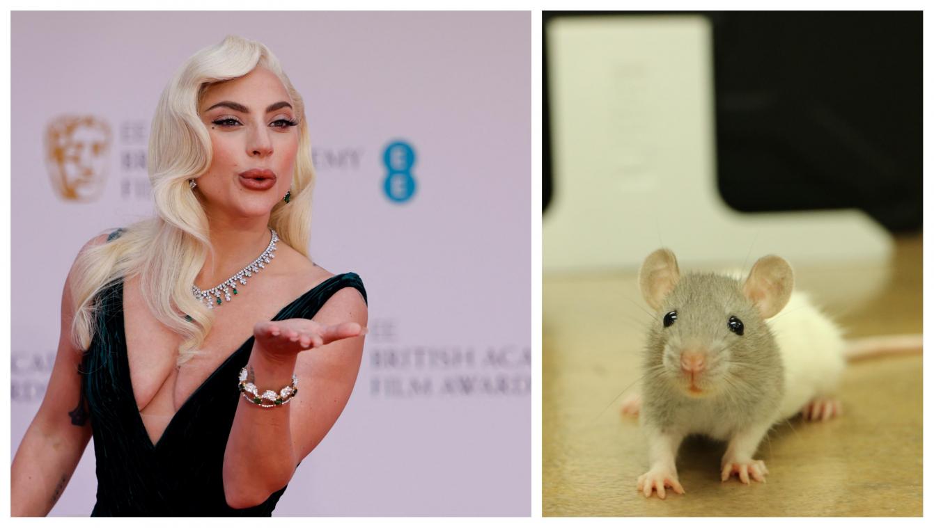 Des scientifiques ont fait écouter du Lady Gaga à des rats (et ils ont aimé ça)