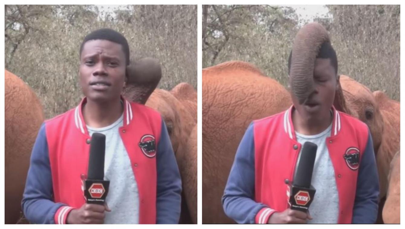 Ce bébé éléphant vient perturber un journaliste de façon adorable (vidéo)