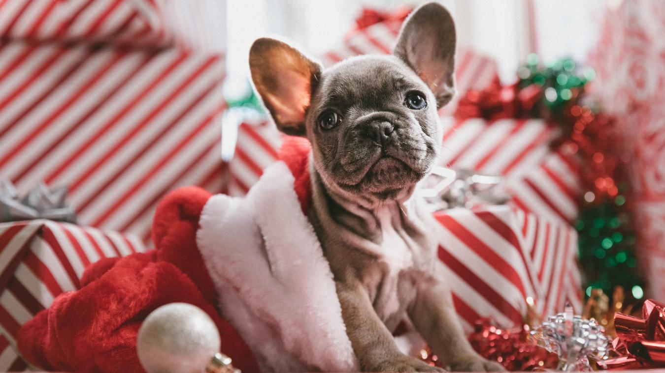 Allez-vous offrir un cadeau de Noël à votre animal de compagnie?