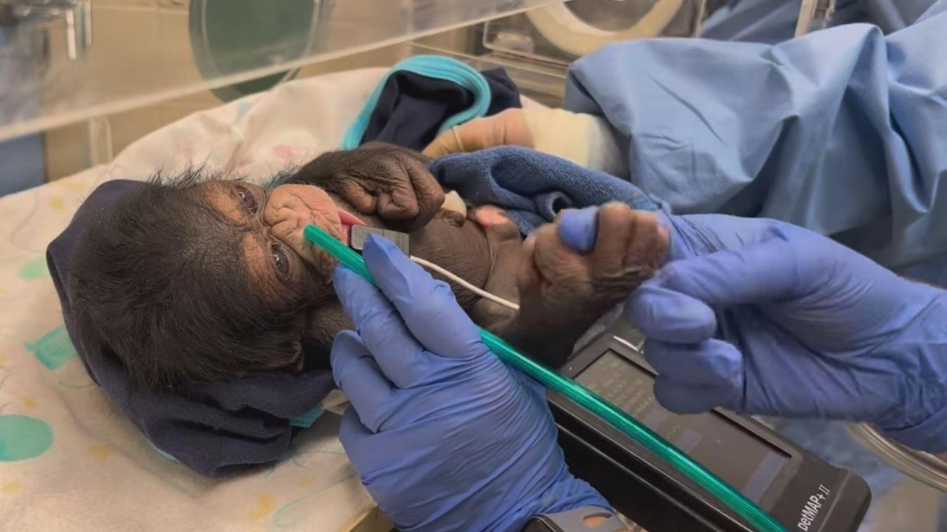 L’émouvante première rencontre entre une maman chimpanzé et son bébé(vidéo)