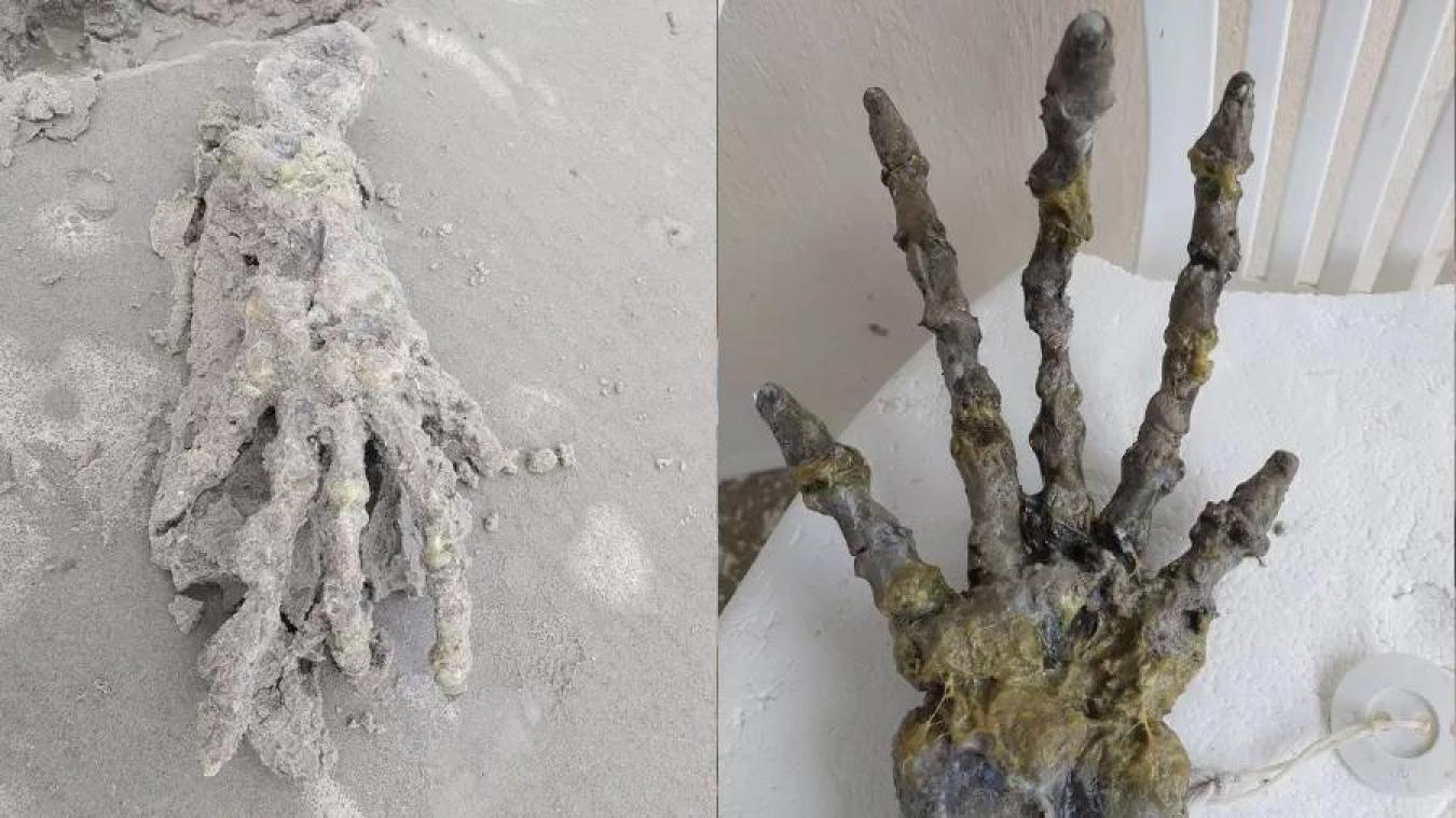 Un couple découvre une «main d’alien» sur une plage (vidéo)