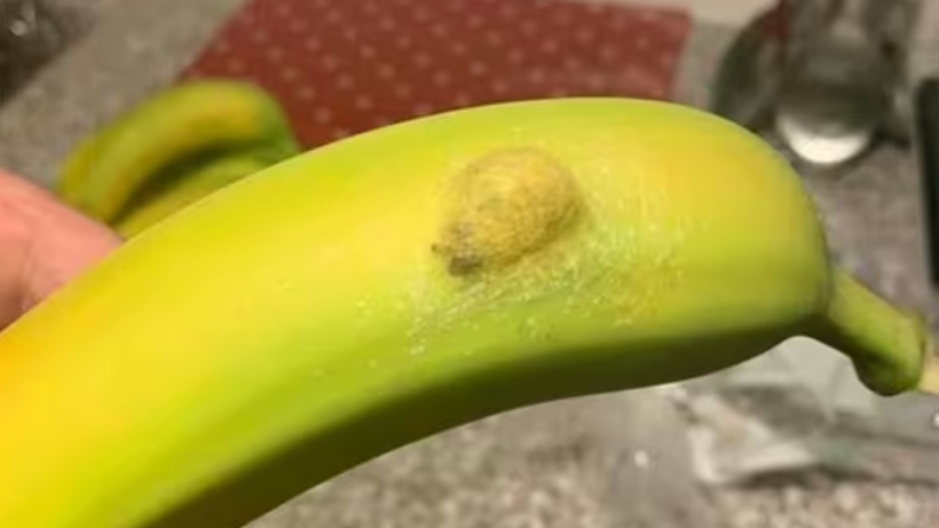 Horrible découverte pour cette mère de famille: un nid d’araignées est logé dans une banane (photo)