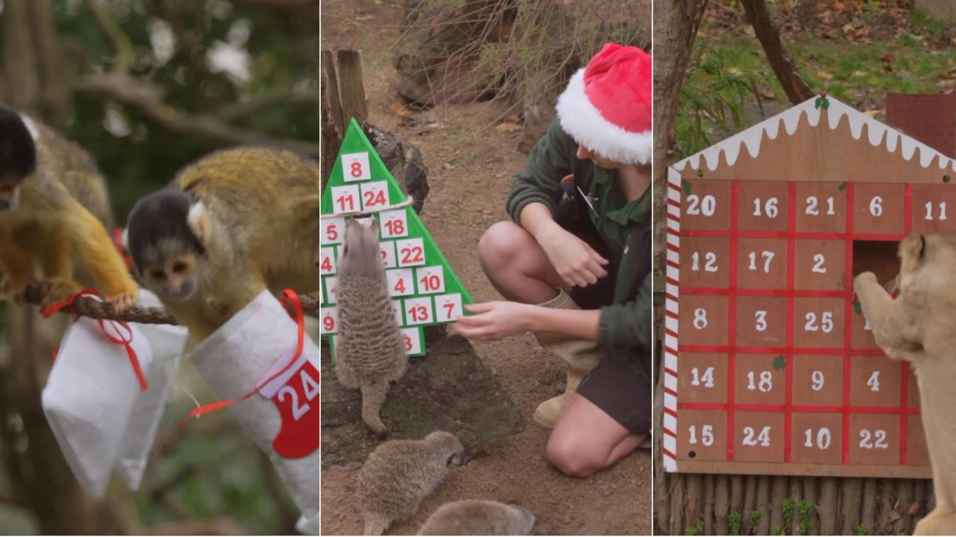 Ces animaux découvrent leur propre calendrier de l’avent (Vidéo)