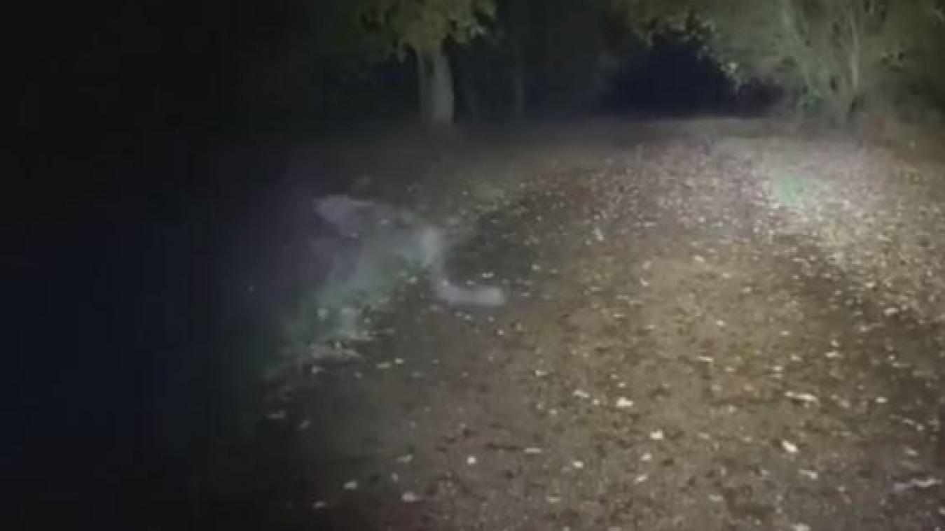 Un «fantôme démoniaque» aperçu dans une forêt anglaise (vidéo)