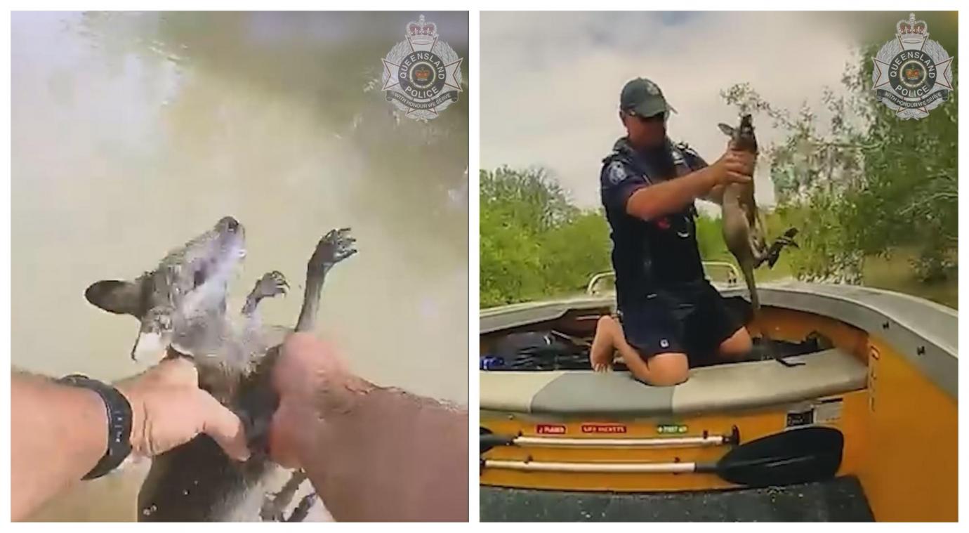 Un policier sauve un bébé kangourou durant les inondations (vidéo)